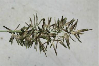 APII jpeg image of Eragrostis cilianensis  © contact APII
