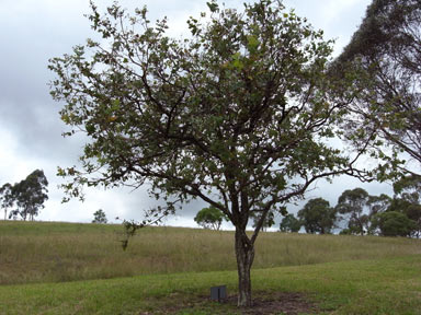 APII jpeg image of Eucalyptus shirleyi  © contact APII