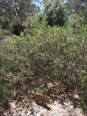 APII jpeg image of Grevillea irrassa subsp. didymochiton  © contact APII