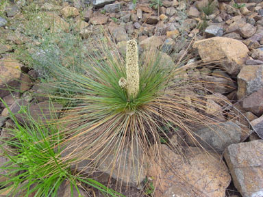 APII jpeg image of Xanthorrhoea glauca subsp. angustifolia  © contact APII
