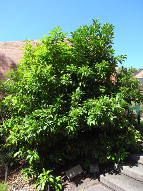 APII jpeg image of Corynocarpus rupestris subsp. rupestris  © contact APII