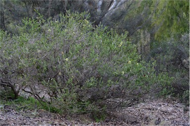 APII jpeg image of Melaleuca eurystoma  © contact APII
