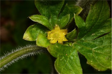 APII jpeg image of Ranunculus scapiger  © contact APII