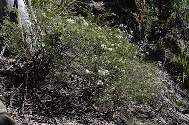 APII jpeg image of Leionema lamprophyllum subsp. obovatum  © contact APII