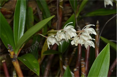 APII jpeg image of Dendrobium x delicatum  © contact APII