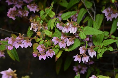 APII jpeg image of Thomasia pauciflora  © contact APII