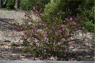 APII jpeg image of Boronia 'Aussie Rose'  © contact APII