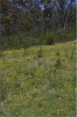APII jpeg image of Ranunculus lappaceus  © contact APII