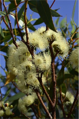 APII jpeg image of Eucalyptus angulosa  © contact APII