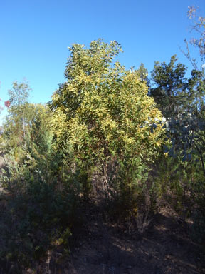 APII jpeg image of Acacia leiocalyx subsp. leiocalyx  © contact APII
