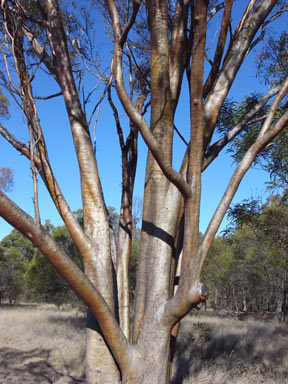 APII jpeg image of Eucalyptus salubris  © contact APII