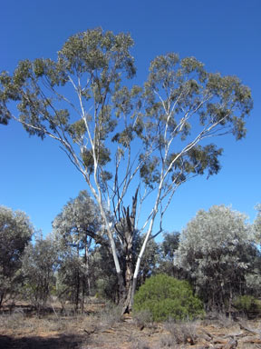 APII jpeg image of Eucalyptus cambageana  © contact APII