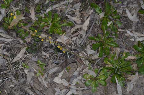 APII jpeg image of Goodenia bellidifolia subsp. argentea  © contact APII