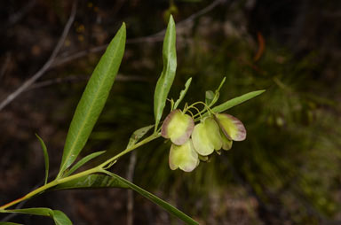 APII jpeg image of Dodonaea lanceolata var. subsessilifolia  © contact APII