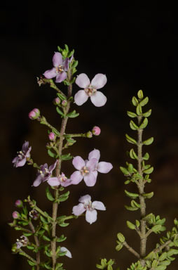APII jpeg image of Zieria aspalathoides subsp. aspalathoides  © contact APII