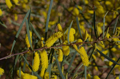 APII jpeg image of Acacia caroleae  © contact APII