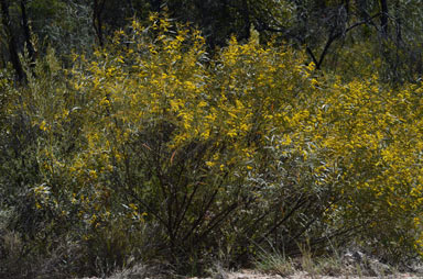 APII jpeg image of Acacia leptostachya  © contact APII