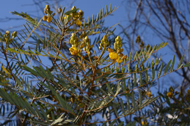 APII jpeg image of Senna pleurocarpa var. longifolia  © contact APII