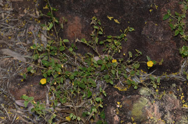 APII jpeg image of Sida sp. Excedentifolia (J.L.Egan 1925)  © contact APII