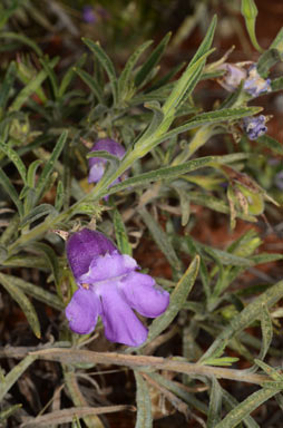 APII jpeg image of Eremophila gilesii subsp. gilesii  © contact APII