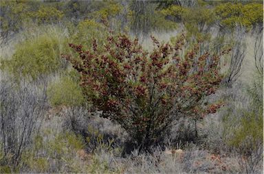 APII jpeg image of Dodonaea sinuolata subsp. acrodentata  © contact APII