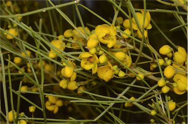 APII jpeg image of Senna artemisioides subsp. filifolia  © contact APII