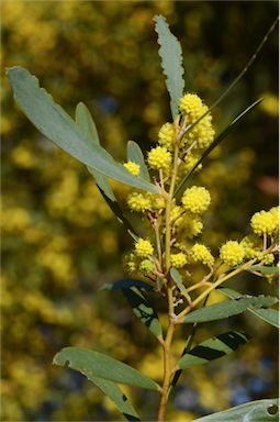 APII jpeg image of Acacia homalophylla  © contact APII