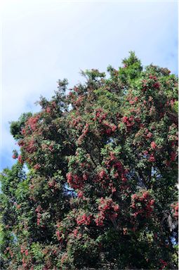 APII jpeg image of Syzygium luehmannii  © contact APII