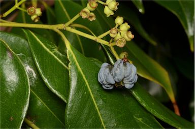 APII jpeg image of Syzygium unipunctatum  © contact APII