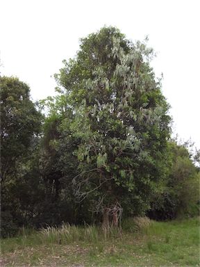 APII jpeg image of Ficus obliqua  © contact APII