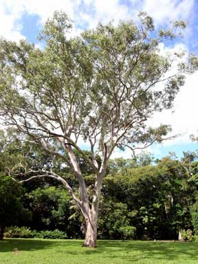 APII jpeg image of Eucalyptus tereticornis  © contact APII