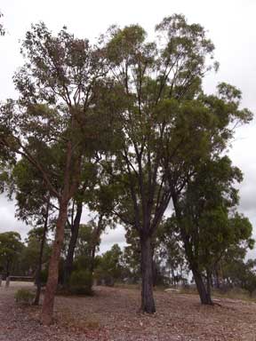 APII jpeg image of Eucalyptus beaniana  © contact APII