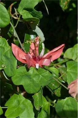 APII jpeg image of Passiflora aurantia var. aurantia  © contact APII