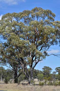APII jpeg image of Eucalyptus woollsiana  © contact APII