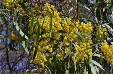 APII jpeg image of Acacia leiophylla  © contact APII