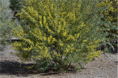 APII jpeg image of Acacia rubida  © contact APII