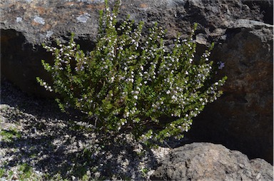 APII jpeg image of Zieria odorifera subsp. williamsii  © contact APII
