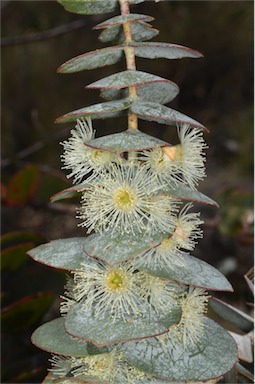 APII jpeg image of Eucalyptus pulverulenta  © contact APII