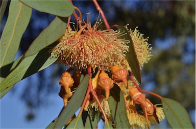 APII jpeg image of Eucalyptus 'Torwood'  © contact APII