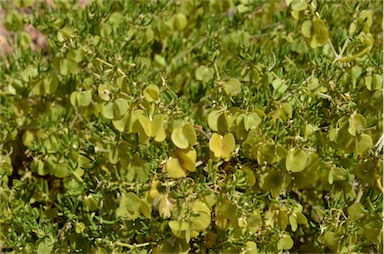 APII jpeg image of Zygophyllum aurantiacum subsp. verticillatum  © contact APII