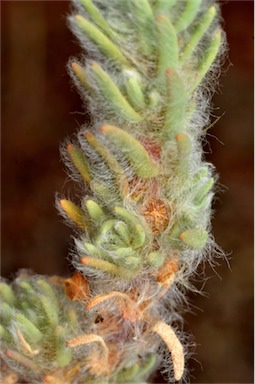 APII jpeg image of Sclerolaena brachyptera  © contact APII