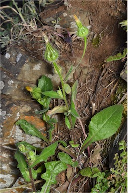 APII jpeg image of Urospermum picroides  © contact APII