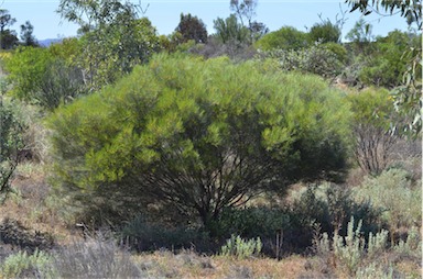 APII jpeg image of Acacia calamifolia  © contact APII