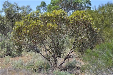 APII jpeg image of Eucalyptus percostata  © contact APII