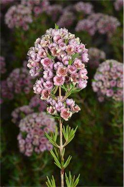 APII jpeg image of Chamelaucium uncinatum x Verticordia 'Paddy's Pink'  © contact APII