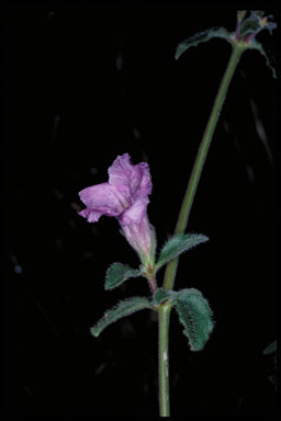 APII jpeg image of Dipteracanthus australasicus subsp. australasicus  © contact APII