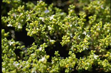 APII jpeg image of Gunniopsis intermedia  © contact APII