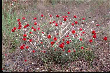 APII jpeg image of Gomphrena canescens subsp. erythrina  © contact APII