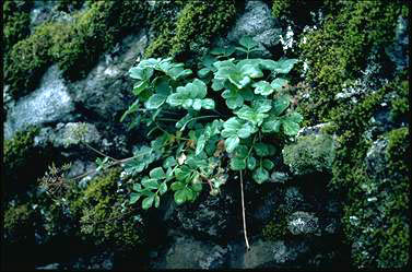 APII jpeg image of Gingidia montana  © contact APII