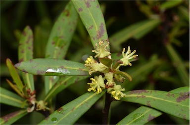 APII jpeg image of Tasmannia glaucifolia  © contact APII